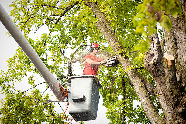 Best Best Tree Removal Services  in Sultana, CA